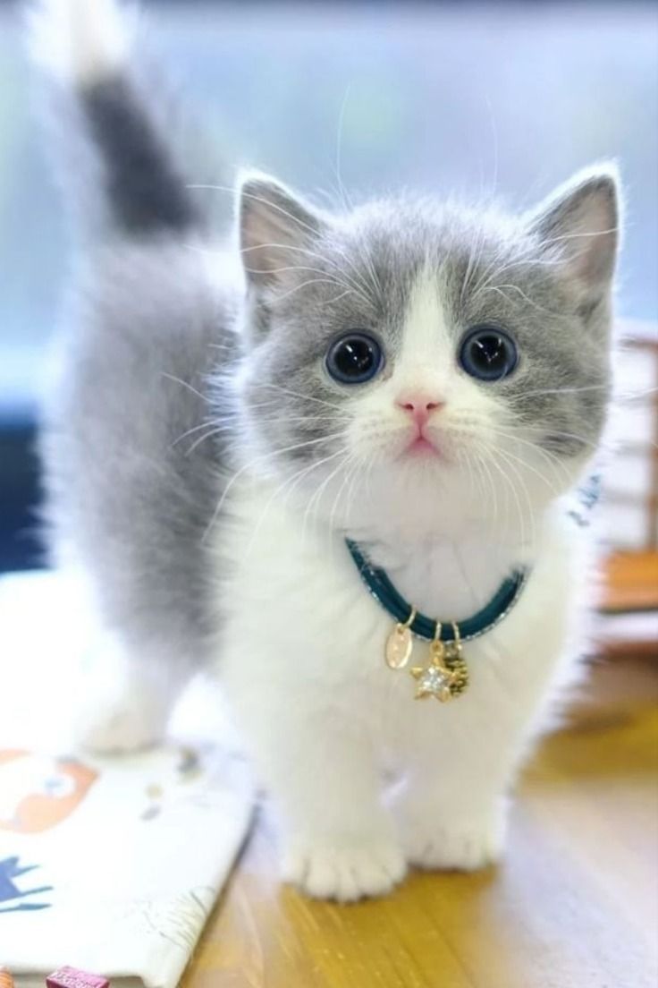 Found pet photo